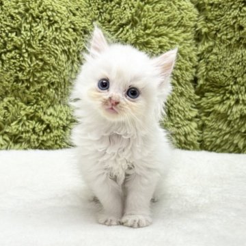 サイベリアン【愛知県・女の子・2025年5月9日・クリーム&ホワイト】の写真「可愛い四人兄弟です😸✨」