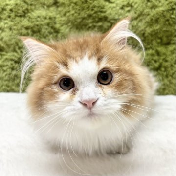 マンチカン(長足)【愛知県・男の子・2025年5月17日・レッドタビー】の写真「可愛い四人兄弟😸✨」