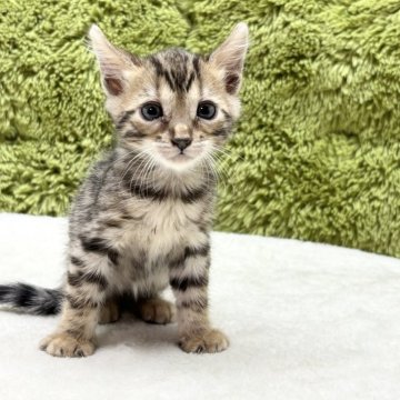 ベンガル【愛知県・男の子・2025年5月13日・ブラウンスポテッドタビー】の写真「綺麗なカラー😸」