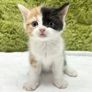 マンチカン(長足)【愛知県・女の子・2024年12月7日・キャリコ】の写真「パパとママのカラーが出てます😺」