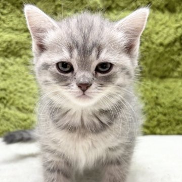 マンチカン(長足)【愛知県・女の子・2025年1月28日・シルバータビー】の写真「珍しいカラー😸」