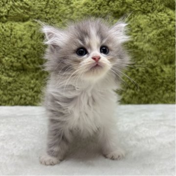 マンチカン(長足)【愛知県・男の子・2025年7月28日・ブルー&ホワイト（長毛）】の写真「お顔が可愛すぎる😸」