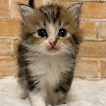 マンチカン(長足)【愛知県・女の子・2025年11月18日・ブラウンパッチドタビー&ホワイト（長毛）】の写真「毛がふわっふわ😊」