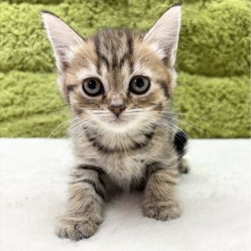 マンチカン(長足)【愛知県・男の子・2025年1月28日・ブラウンタビー】の写真「目がクリクリ激かわです🥰✨」