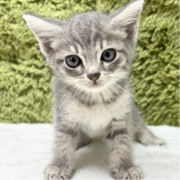 マンチカン(長足)【愛知県・男の子・2025年9月16日・シルバータビー（短毛）】の写真「シルバー？ブルー系の色は最高です😀」