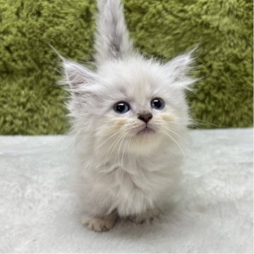 マンチカン(短足)【愛知県・女の子・2025年7月28日・シールポイントバイカラー（長毛）】の写真「極短足ちゃん😸」