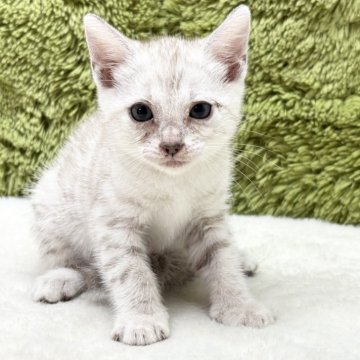 ベンガル【愛知県・女の子・2025年5月9日・シルバースポテッドタビー】の写真「とっても珍しいカラー😸」