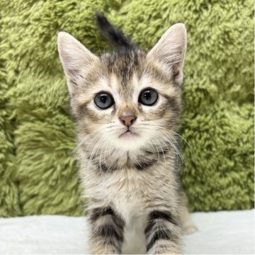 マンチカン(長足)【愛知県・女の子・2025年9月16日・ブラウンタビー（短毛）】の写真「綺麗なお顔立ちに注目👀」