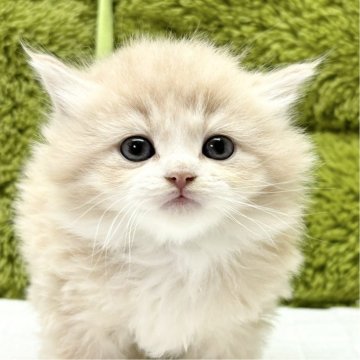 サイベリアン【愛知県・男の子・2025年1月17日・クリーム&ホワイト】の写真「お顔がかわいすぎる」