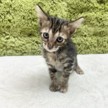 ベンガル【愛知県・男の子・2025年6月17日・ブラウンスポテッドタビー】の写真「自慢のベンガル😸」