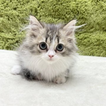 マンチカン(短足)【愛知県・女の子・2025年4月10日・ブラウンタビー】の写真「長毛短足美人様🐈」
