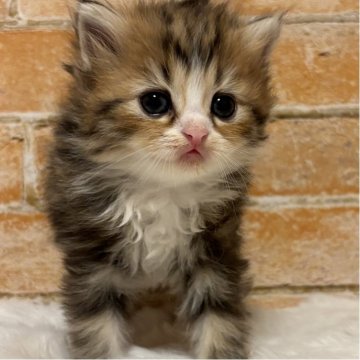 マンチカン(長足)【愛知県・女の子・2025年11月18日・ブラウンパッチドタビー&ホワイト（長毛）】の写真「毛がふわっふわ😊シルクの肌触り😊」