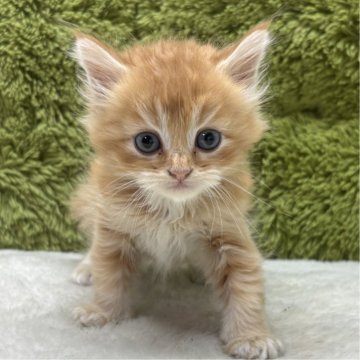 マンチカン(長足)【愛知県・男の子・2025年4月22日・レッドタビー（短毛）】の写真「短毛？中毛？😸」