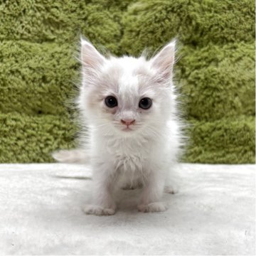 サイベリアン【愛知県・女の子・2025年5月9日・クリーム&ホワイト】の写真「可愛い四人兄弟です😸」