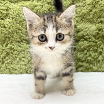 マンチカン(長足)【愛知県・女の子・2025年9月6日・ブラウンパッチドタビー&ホワイト（短毛）】の写真「お目目がくりくり👀」