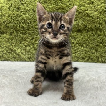 トイガー【愛知県・女の子・2025年8月11日・ブラウンマッカレルタビー】の写真「綺麗なマッカレルタビー😸」