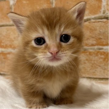 マンチカン(短足)【愛知県・男の子・2025年11月18日・レッドタビー（短毛）】の写真「少し甘めが垂れてる？🥰」