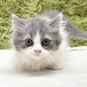 マンチカン(短足)【愛知県・男の子・2025年4月10日・ブルー&ホワイト】の写真「短足くん🐈」