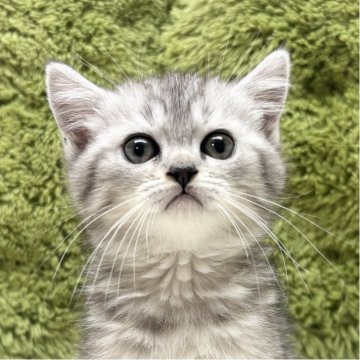 ミヌエット(長足)【愛知県・男の子・2025年8月15日・シルバータビー（短毛）】の写真「ほっぺたのぷっくり具合が可愛い😍✨」