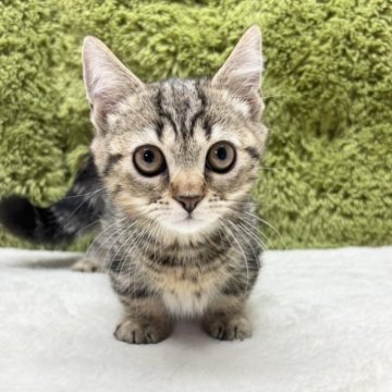 マンチカン(短足)【愛知県・男の子・2025年5月18日・ブラウンタビー】の写真「短足くん🐈」