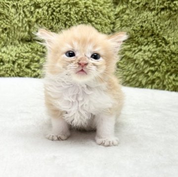 サイベリアン【愛知県・女の子・2025年5月9日・レッド&ホワイト】の写真「可愛い四人兄弟です😸✨」