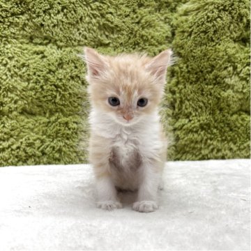 サイベリアン【愛知県・女の子・2025年5月9日・レッド&ホワイト】の写真「可愛い四人兄弟です😸✨」
