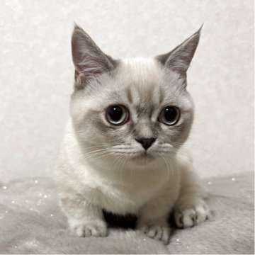 マンチカン(短足)【愛知県・女の子・2025年1月30日・シールポイント】の写真「両親遺伝子検査項目全てクリア😸」