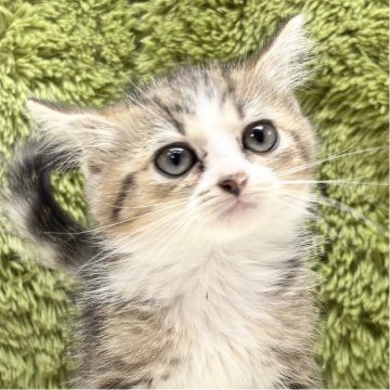 マンチカン(長足)【愛知県・女の子・2025年9月6日・ブラウンパッチドタビー&ホワイト（短毛）】の写真「お目目がくりくり👀」