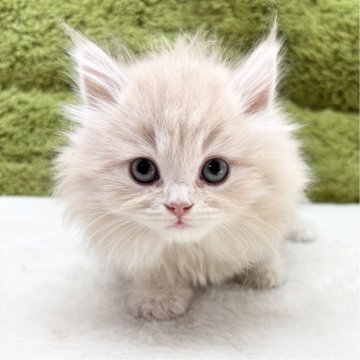 サイベリアン【愛知県・男の子・2025年1月17日・クリーム&ホワイト】の写真「この子の遺伝子検査実施済み
遺伝病リスクなし。」