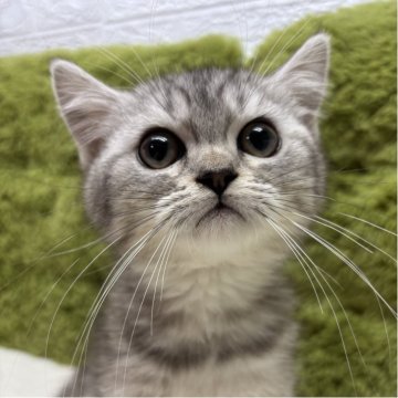 ミヌエット(長足)【愛知県・男の子・2025年8月15日・シルバータビー（短毛）】の写真「ほっぺたのぷっくり具合が可愛い😍✨」