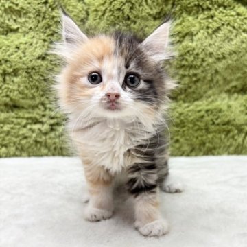 サイベリアン【愛知県・女の子・2025年5月17日・ダイリュートキャリコ】の写真「可愛い四人兄弟😸✨」
