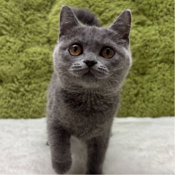 ブリティッシュショートヘア【愛知県・男の子・2025年7月26日・ブルー】の写真「自慢のブリティッシュ🐈✨」