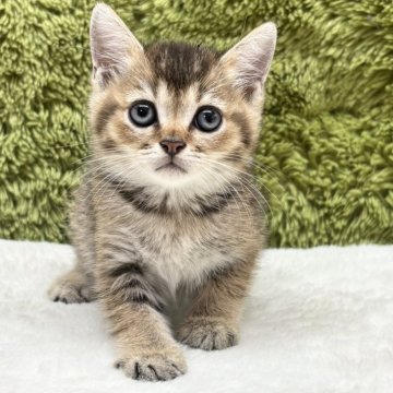マンチカン(長足)【愛知県・男の子・2025年6月6日・ブラウンタビー（短毛）】の写真「仲良し三兄弟😸」