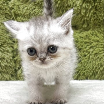 マンチカン(長足)【愛知県・男の子・2025年4月11日・シルバータビー】の写真「仲良し三人兄弟」