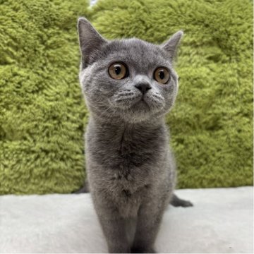 ブリティッシュショートヘア【愛知県・女の子・2025年7月26日・ブルー】の写真「自慢のブリティッシュ🐈」