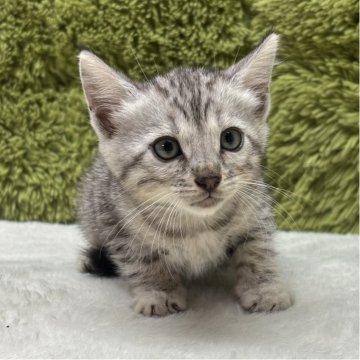 ベンガル【愛知県・女の子・2025年8月9日・シルバースパテッドタビー】の写真「綺麗なマーブル柄です😸」