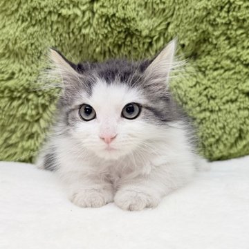 サイベリアン【愛知県・男の子・2025年11月26日・ブラック&ホワイト】の写真「仲良し4兄弟🐈✨」