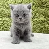 ブリティッシュショートヘア