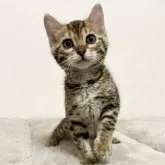 ベンガル【愛知県・女の子・2024年12月13日・ブラウンスポテッドタビー】の写真1