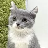 ブリティッシュショートヘア