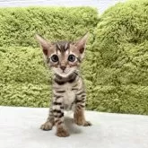 ベンガル