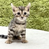 ベンガル