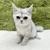 マンチカン(長足)