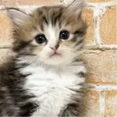 マンチカン(長足)