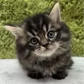 マンチカン(短足)