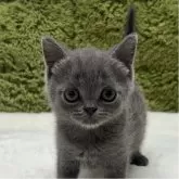 ブリティッシュショートヘア