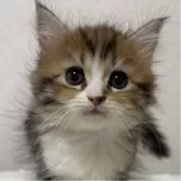 マンチカン(長足)