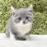 ブリティッシュショートヘア