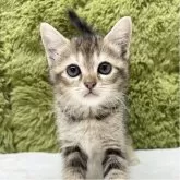 マンチカン(長足)