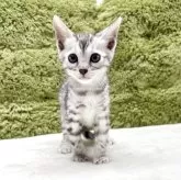 ベンガル